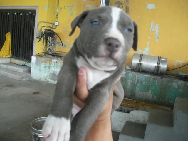 pitbull blue cachorros ojos azules legitimos en Monterrey