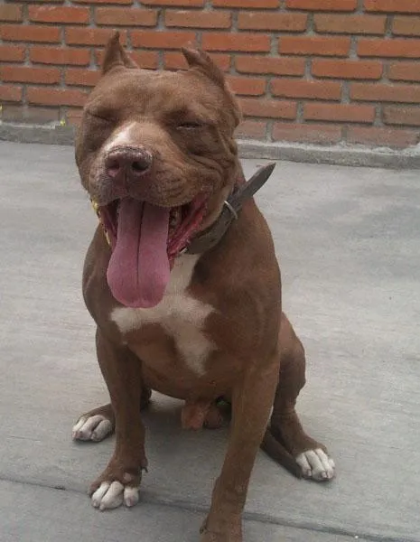 Perros pitbull cafe claro - Imagui