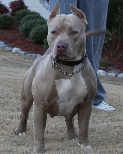 Blue Pitbull Females