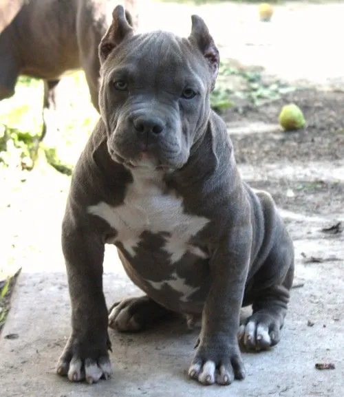 Pitbull blue nose - Imagui
