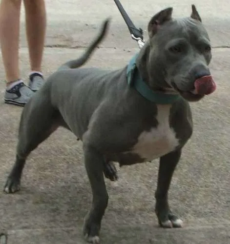 Pitbull blue - Imagui