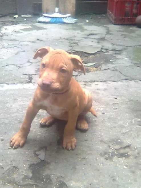 Pitbull: bull terrier vs toro bravo
