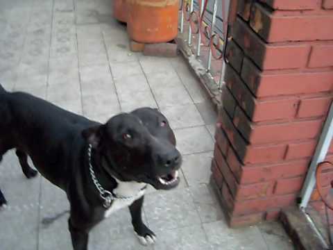 Pitbull y Bullterrier = Drako - YouTube