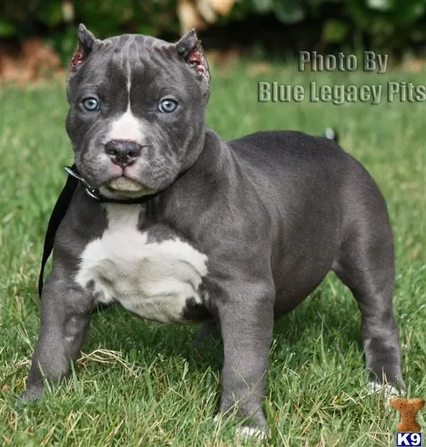Pitbull BullyPitbull Bully_american-pit-bull-a2012824205524.jpg ...