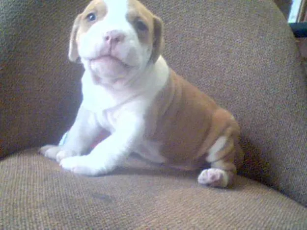 Pitbull cachorro cafe - Imagui