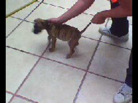 pitbull cachorro con dos meses de edad - YouTube
