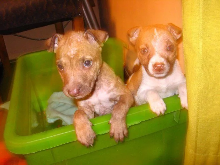PitBull Cachorros en ADOPCION - Comunidad Mascotadictos PitBull Cachorros en ADOPCION - Comunidad Mascotadictos
