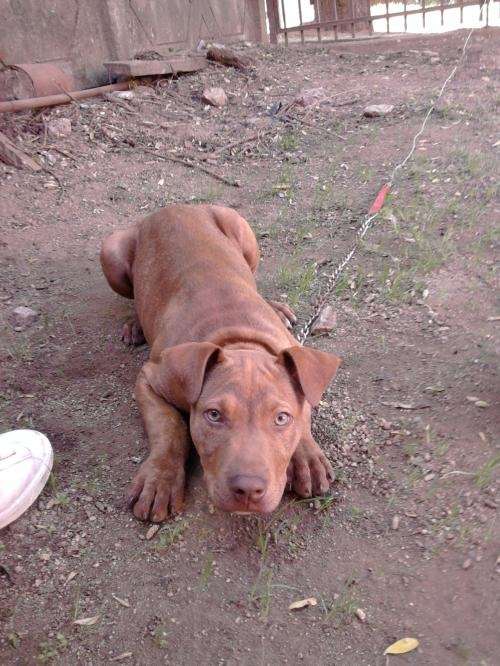 Pitbull cachorros de 3 meses - Imagui