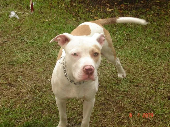 Pitbull cafes con blanco - Imagui