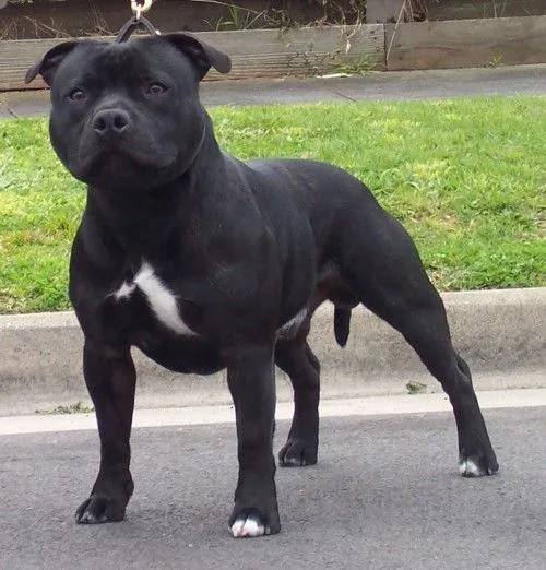 Pitbull, No te confundas, aqui una breve explicacion - Taringa! Pitbull, No te confundas, aqui una breve explicacion - Taringa!
