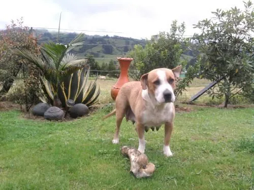 Pitbull - criadero kattam pit bull - cachorros en venta ... Pitbull - criadero kattam pit bull - cachorros en venta ...