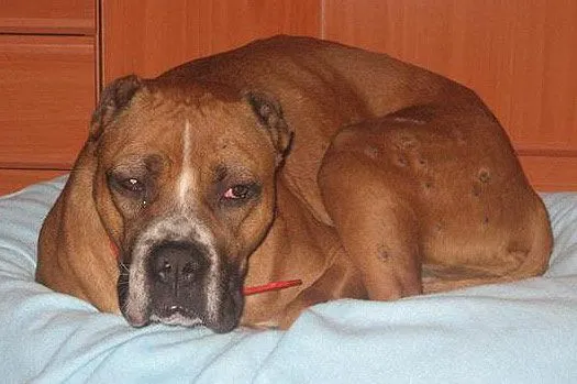 Pitbull cruza boxer - Imagui