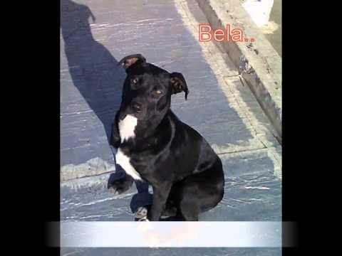 pitbull cruza con boxer - YouTube