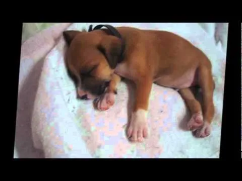 Pitbull cruzado con Boxer.! - YouTube