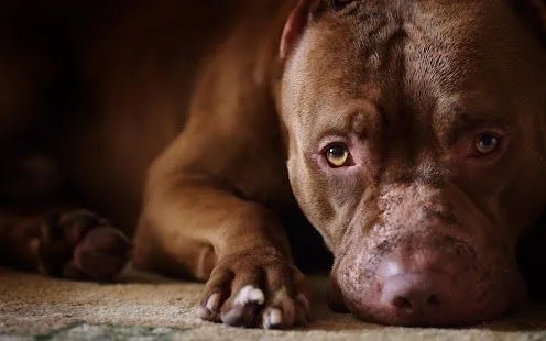 Pitbull Dog Live Wallpaper HD - Aplicaciones de Android en Google Play Pitbull Dog Live Wallpaper HD - Aplicaciones de Android en Google Play
