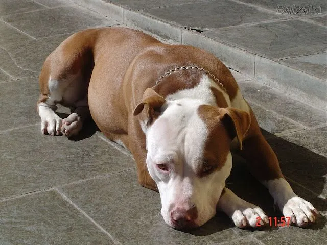 DOGBLOG | Página 2