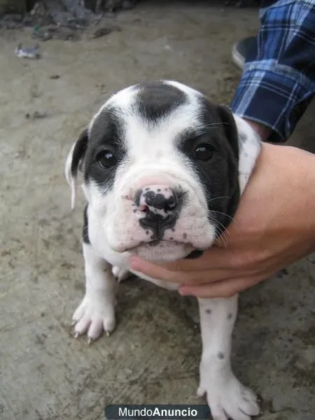 Gran línea de cachorros pitbull stanford - Bogotá, Colombia ...