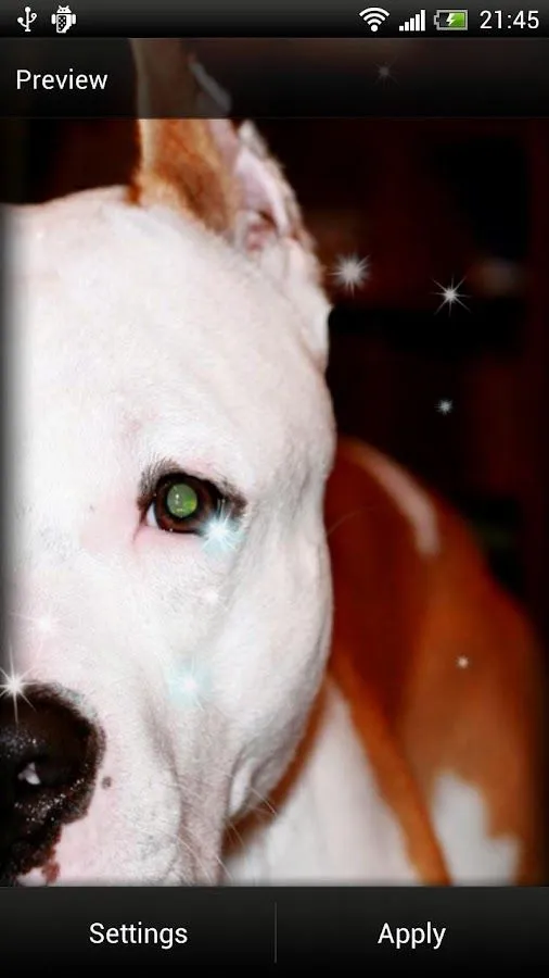 Pitbull Perro Fondo Animado - Aplicaciones Android en Google Play Pitbull Perro Fondo Animado - Aplicaciones Android en Google Play