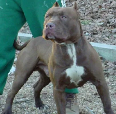 Pitbull gris ojos azules - Imagui
