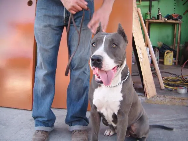 pitbull | Lindero Norte