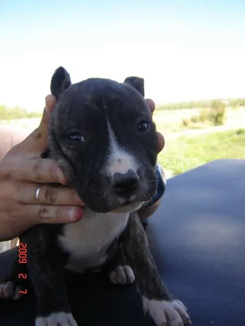 Pitbull machos 65 dias - Río Negro, Argentina - Animales / Mascotas