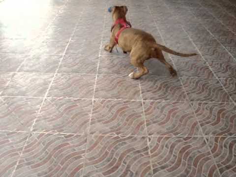PITBULL DE CUATRO MESES ATIGRADA - YouTube PITBULL DE CUATRO MESES ATIGRADA - YouTube