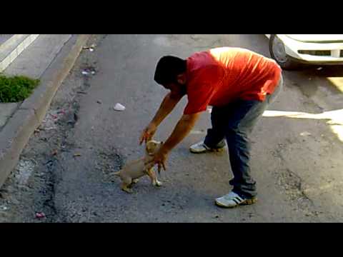 pitbull de 2 meses - YouTube