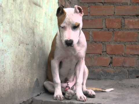 pitbull de 7 meses - YouTube