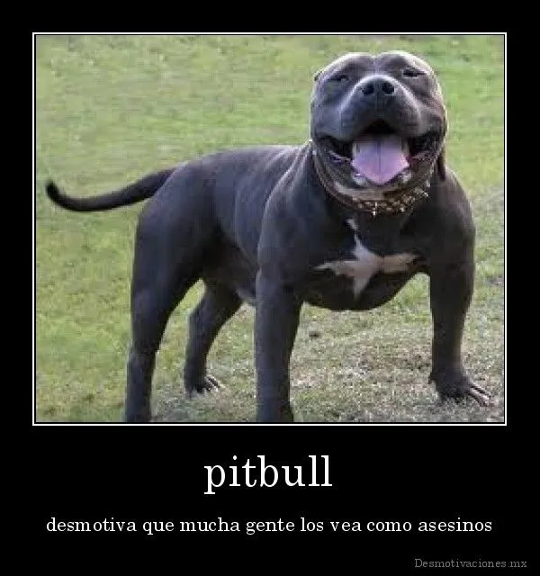 los pitbull nacen malos o lo hacen malo?: julio 2013