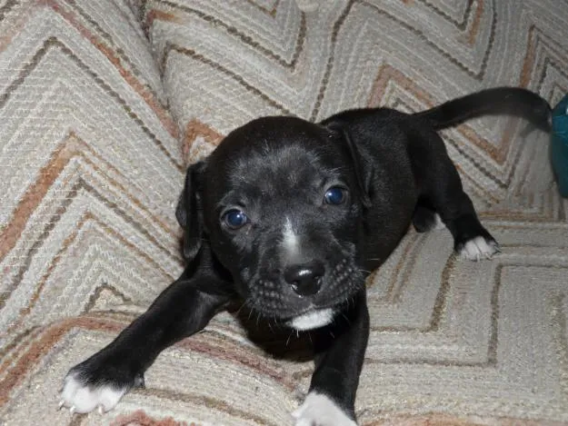 Perros pitbull negros - Imagui