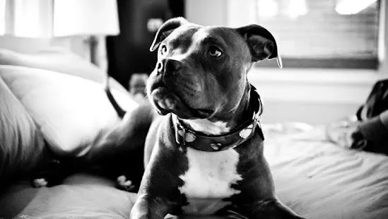 Pitbull Pack 4 Live Wallpaper - Android Apps on Google Play Pitbull Pack 4 Live Wallpaper - Android Apps on Google Play