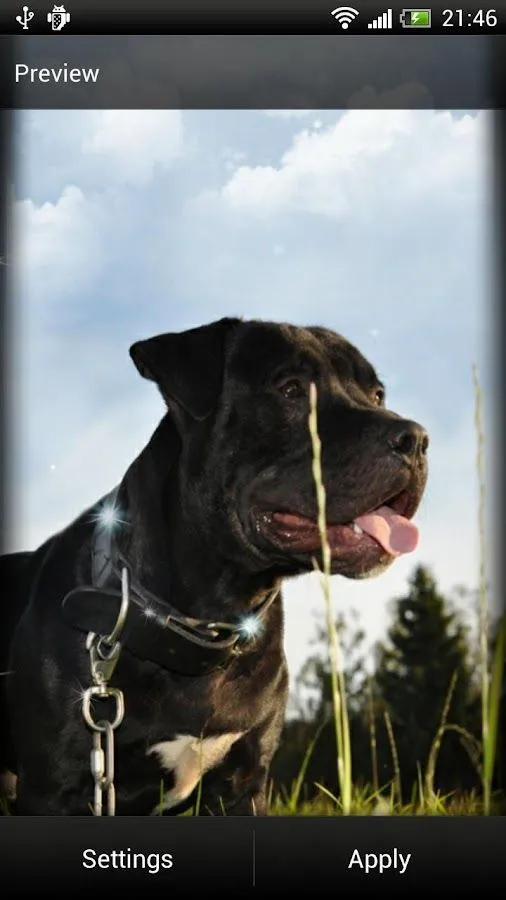 Pitbull Perro Fondo Animado - Aplicaciones Android en Google Play Pitbull Perro Fondo Animado - Aplicaciones Android en Google Play