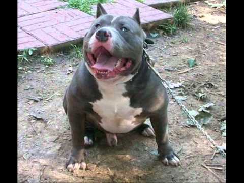 pitbull perro de moda en mexico(pitbull dog fashion mexico) - YouTube