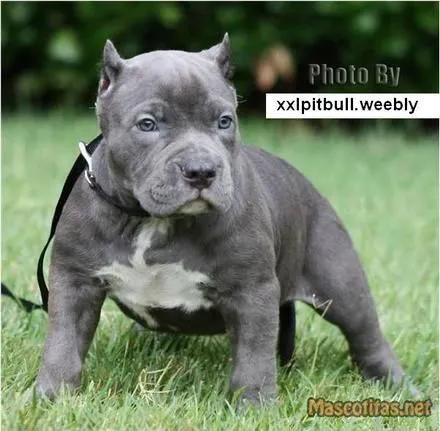 pitbull perros adorables on Pinterest | Pitbulls pitbull perros adorables on Pinterest | Pitbulls