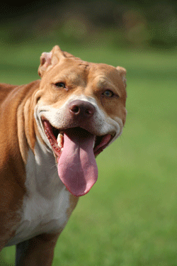 Pitbull. Perros. Ocio en casa. Plusesmas.