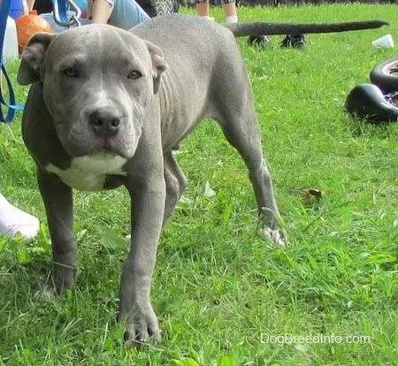 American Pit Bull Terrier Dog Breed Pictures, 4 American Pit Bull Terrier Dog Breed Pictures, 4