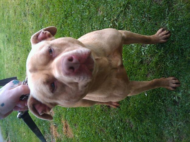 Pitbull: Pit Bull Red Nose