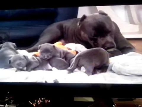 Pitbull Potencialmente Tiernos - YouTube