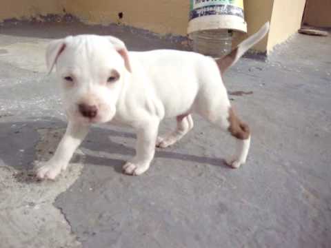 Pitbull Red nose blanco - YouTube