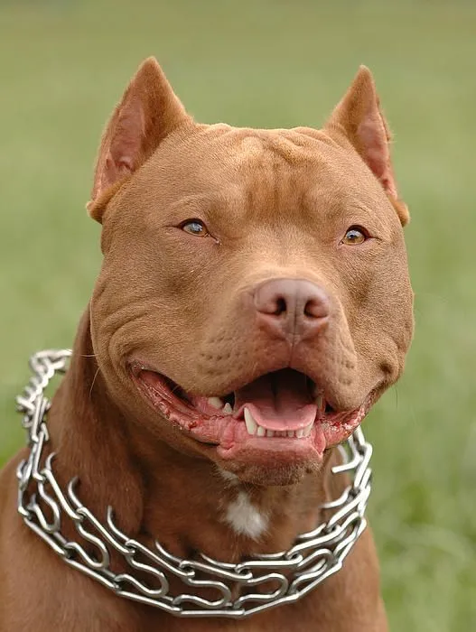Pitbull red nose dog portrait Greeting Card by Waldek Dabrowski