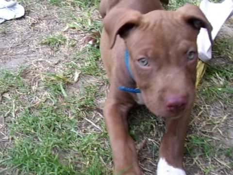Pitbull red nose 2 meses - 2 months - YouTube