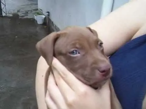 Pitbull red nose 2 meses - 1 months ( APOLO ) - YouTube