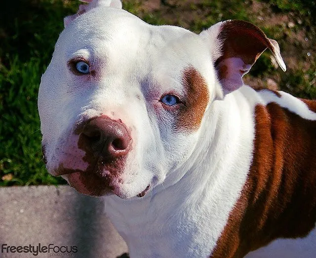 pitbull red nose ojos azules | fuzzies | Pinterest | Red Nose ...