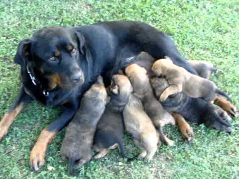 pitbull rottwailer mix - YouTube