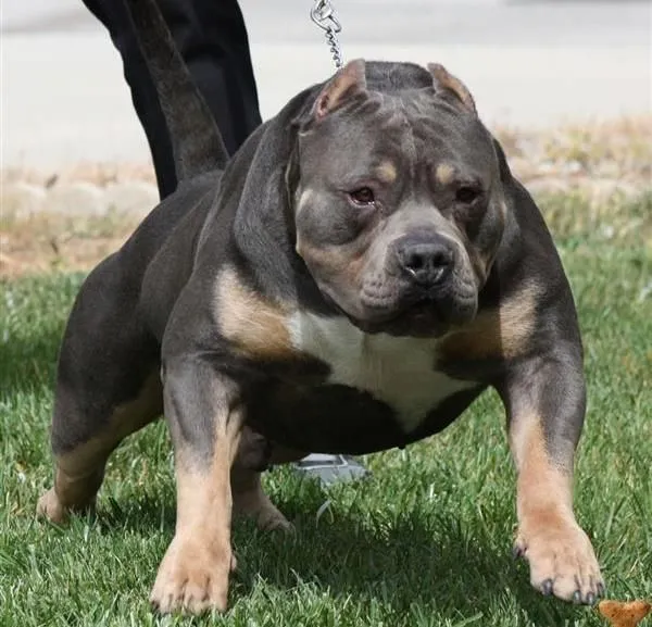 pitbull rottweiler mix puppies for sale | Zoe Fans Blog | Cute ... pitbull rottweiler mix puppies for sale | Zoe Fans Blog | Cute ...