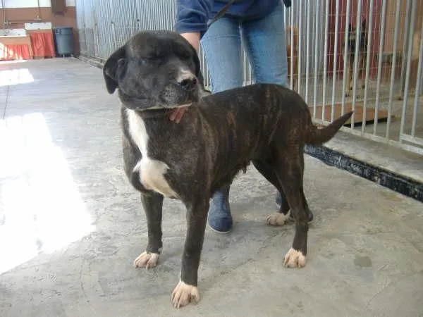 El mundo de los molosos (foro) - ***Adoptado*** CLEO. X Pitbull ... El mundo de los molosos (foro) - ***Adoptado*** CLEO. X Pitbull ...