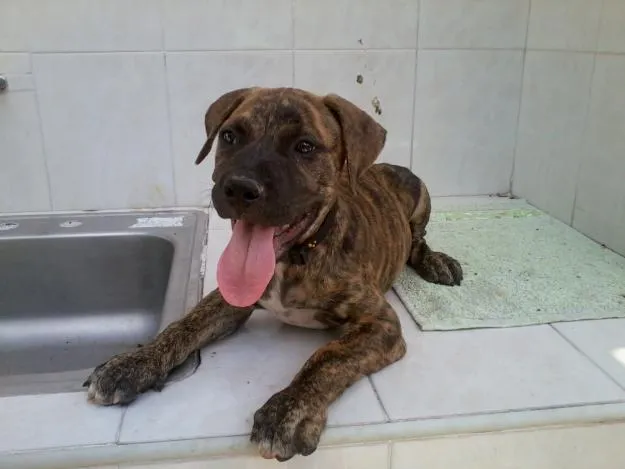 Pitbull american stanford atigrado - Imagui Pitbull american stanford atigrado - Imagui