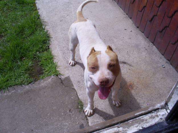 pitbull-stanford-busca-familia ...