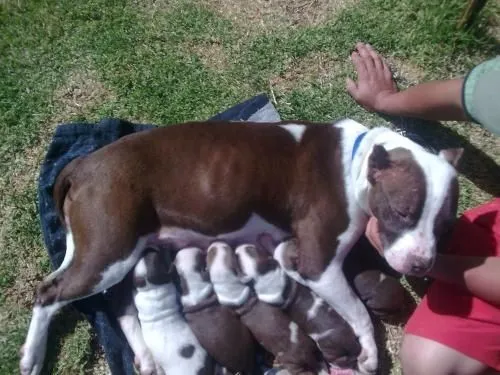 Pitbul stanford - Imagui