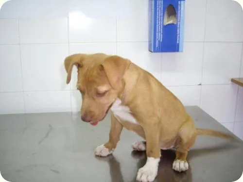 Pitbull stanford de 3 meses - Imagui